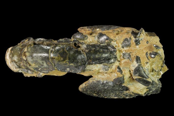 Fossil Mud Lobster (Thalassina) - Australia #141044